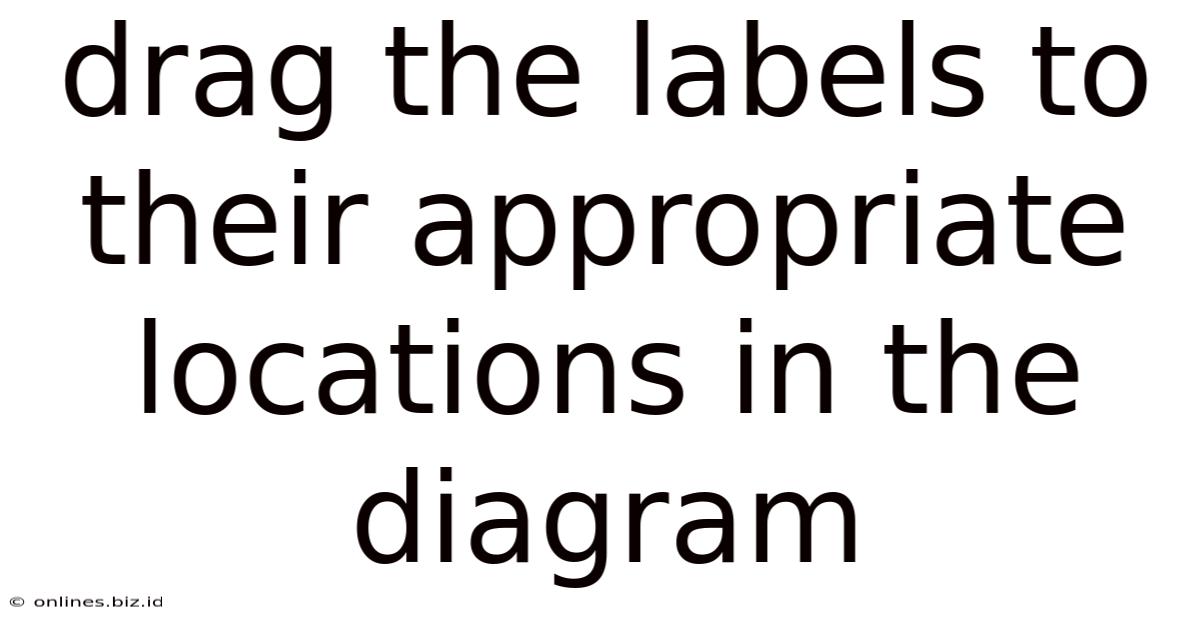 Drag The Labels To Their Appropriate Locations In The Diagram