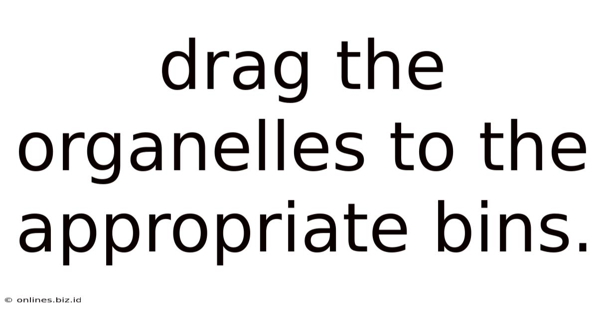Drag The Organelles To The Appropriate Bins.