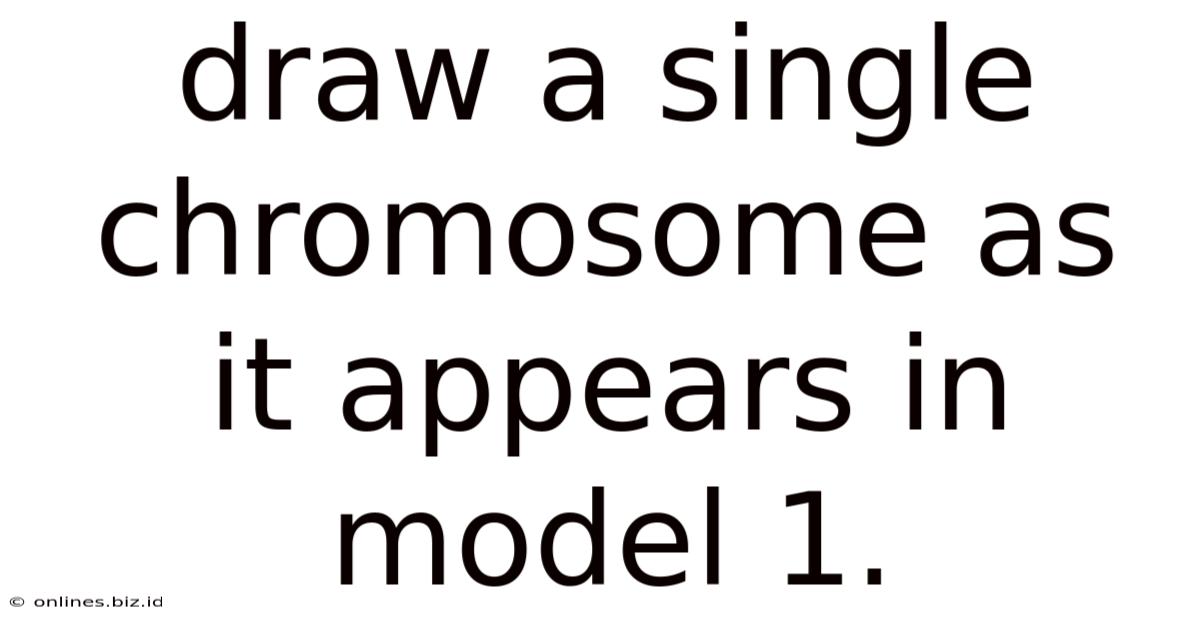 Draw A Single Chromosome As It Appears In Model 1.