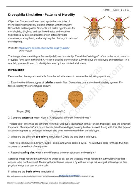 Drosophila Simulation - Patterns Of Heredity Answer Key