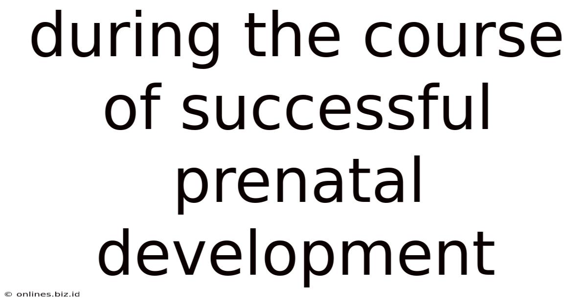 During The Course Of Successful Prenatal Development
