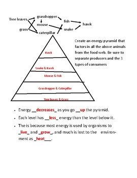 Energy Pyramids Tying It All Together Answers