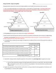 Energy Pyramids Tying It All Together Worksheet Answers