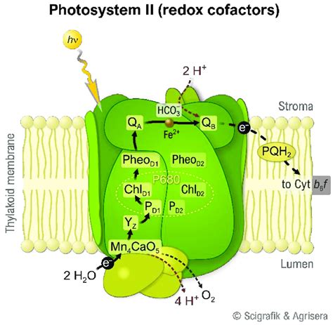 Enzymes During Photosynthesis Antibodies For Fighting Infection