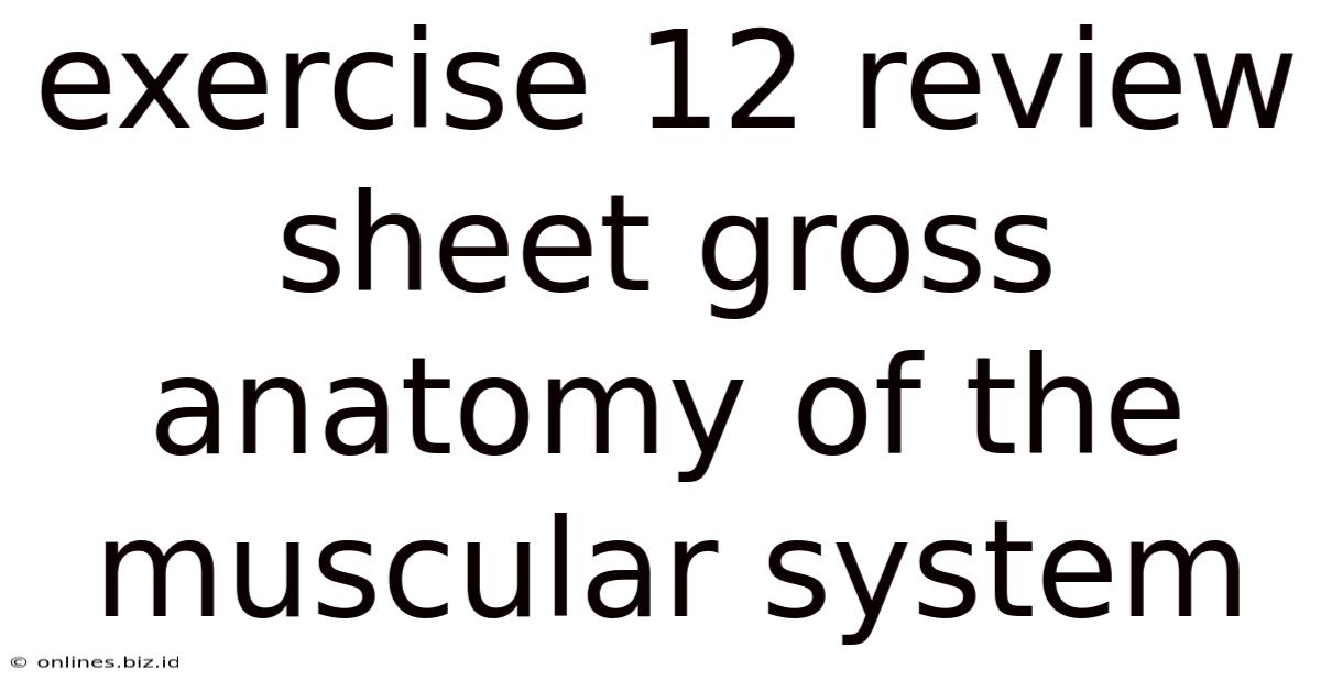 Exercise 12 Review Sheet Gross Anatomy Of The Muscular System
