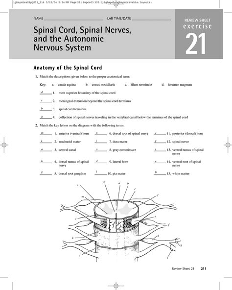 Exercise 15 Spinal Cord And Spinal Nerves