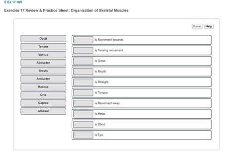 Exercise 17 Review & Practice Sheet Organization Of Skeletal Muscles