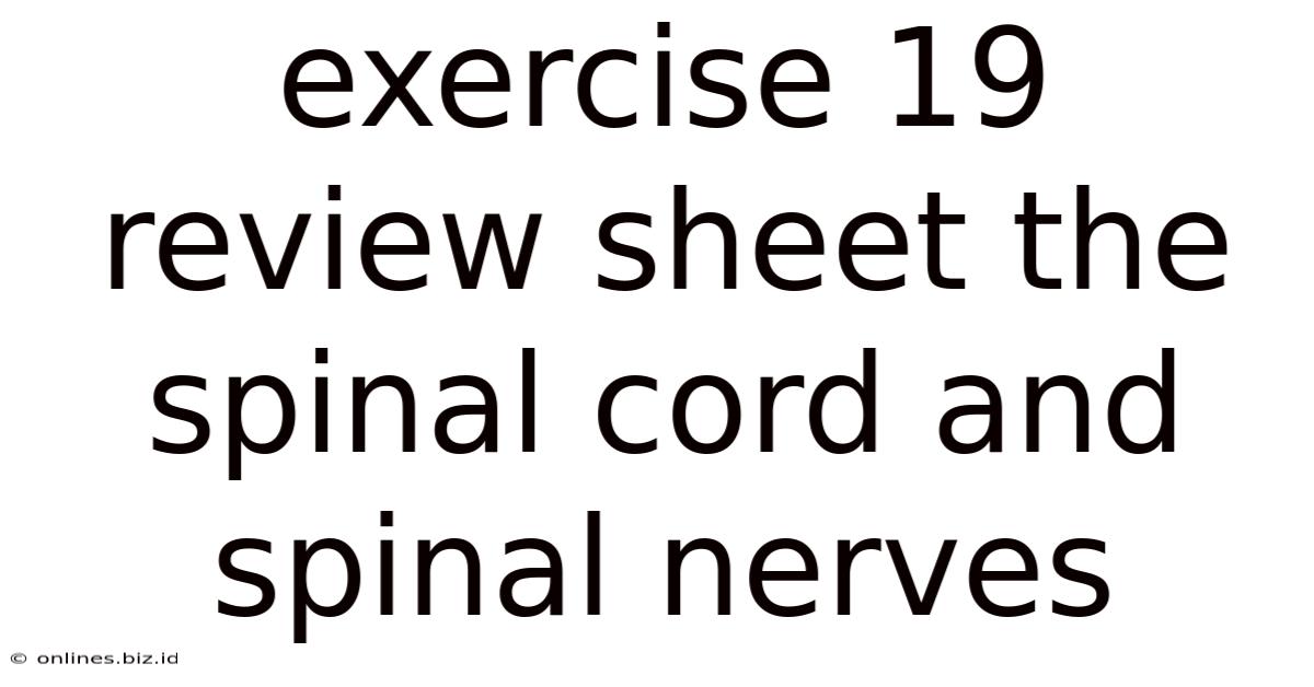 Exercise 19 Review Sheet The Spinal Cord And Spinal Nerves