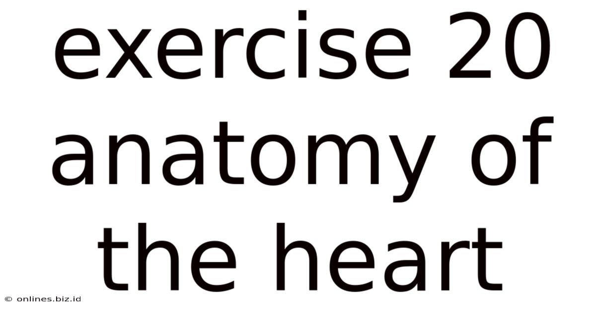 Exercise 20 Anatomy Of The Heart