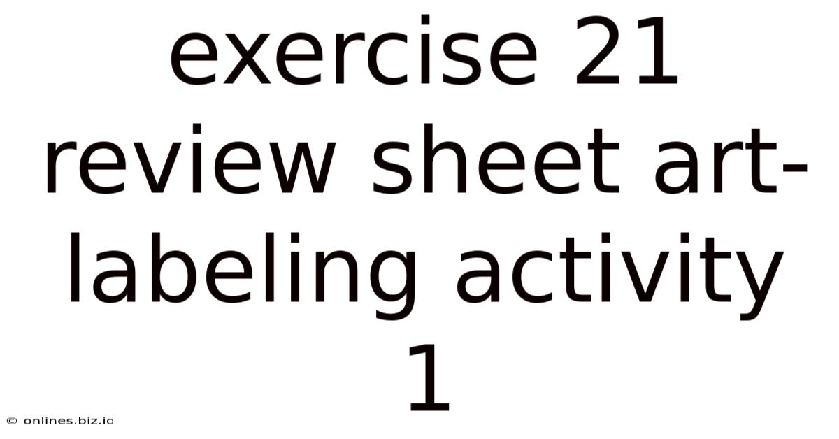 Exercise 21 Review Sheet Art-labeling Activity 1