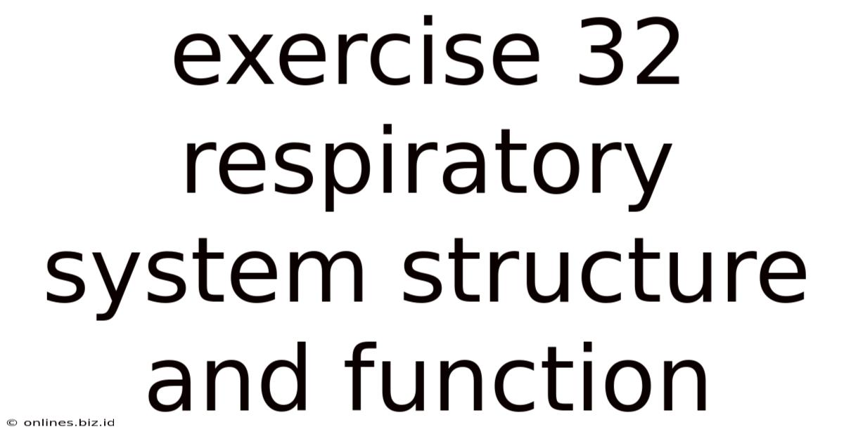 Exercise 32 Respiratory System Structure And Function