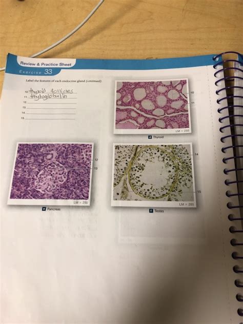 Exercise 33 Review & Practice Sheet Endocrine System