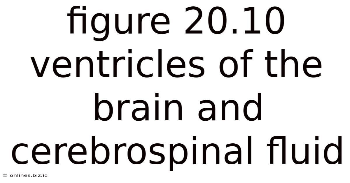 Figure 20.10 Ventricles Of The Brain And Cerebrospinal Fluid