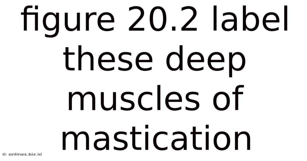Figure 20.2 Label These Deep Muscles Of Mastication