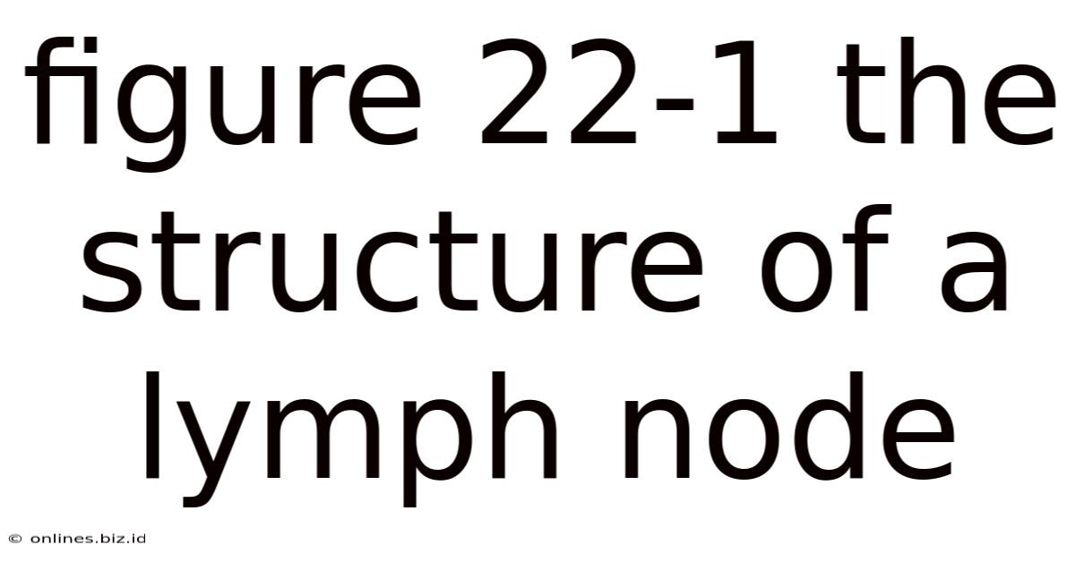 Figure 22-1 The Structure Of A Lymph Node