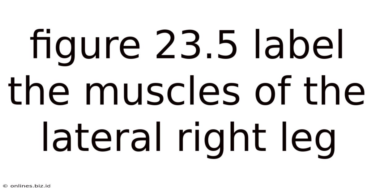 Figure 23.5 Label The Muscles Of The Lateral Right Leg