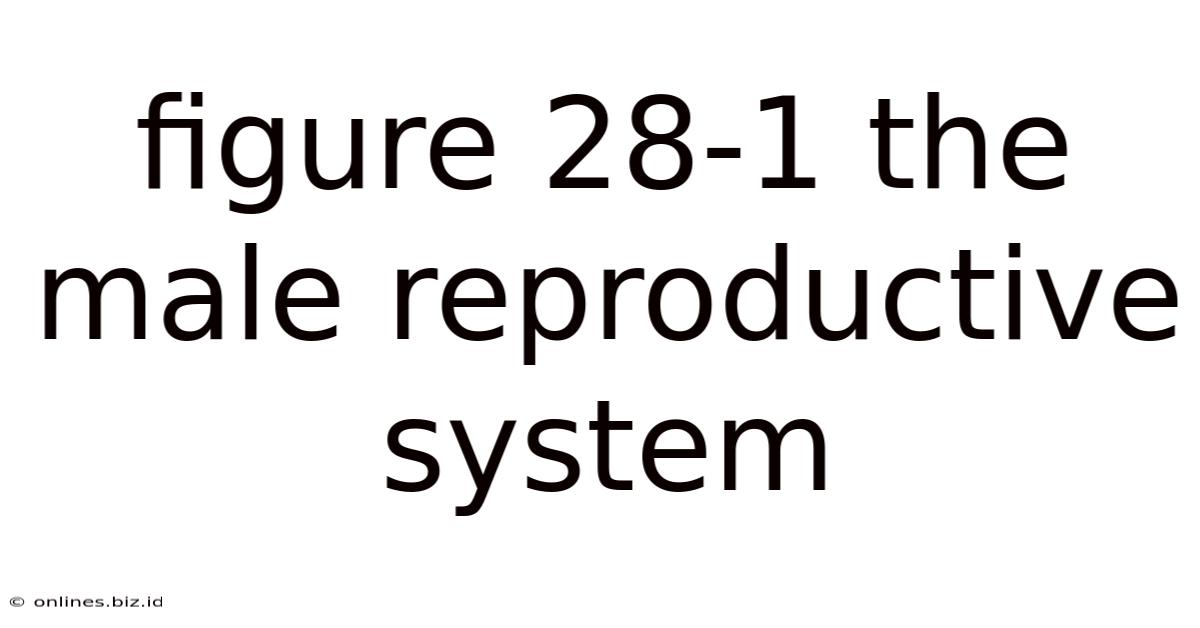 Figure 28-1 The Male Reproductive System