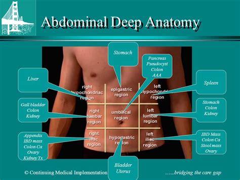 Focused Exam Abdominal Pain Shadow Health