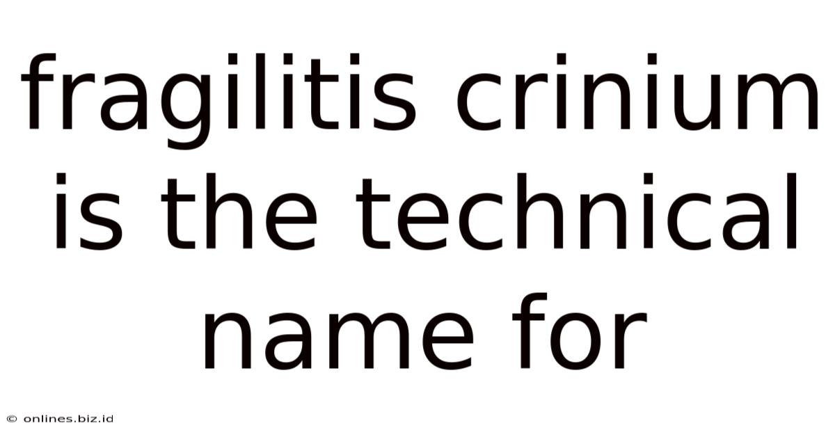 Fragilitis Crinium Is The Technical Name For