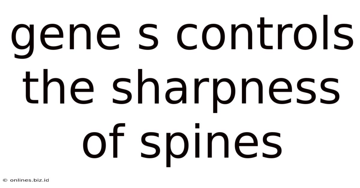 Gene S Controls The Sharpness Of Spines