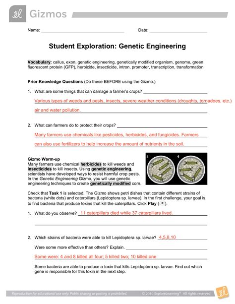 Genetic Engineering Gizmo Answer Key Pdf