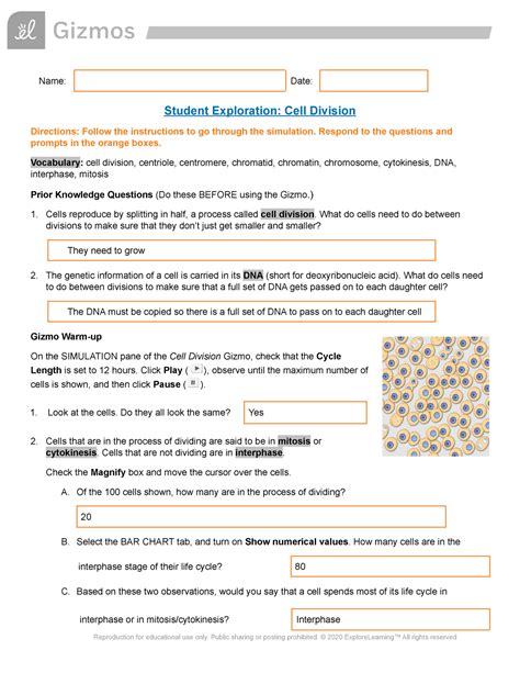 Gizmo Student Exploration Cell Division Answers