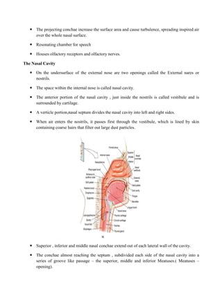 Houses Nasal Conchae To Enhance Turbulence For Filtering Air