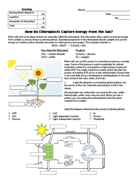 How Do Chloroplasts Capture Energy From The Sun Worksheet Key