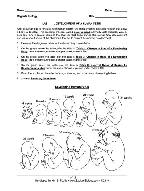 Human Fetal Growth Lab Answer Key