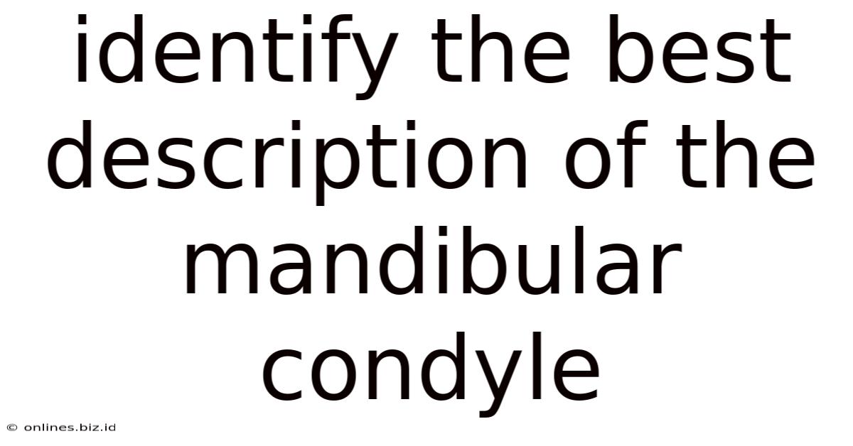 Identify The Best Description Of The Mandibular Condyle