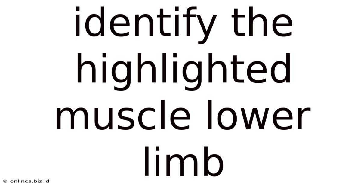 Identify The Highlighted Muscle Lower Limb