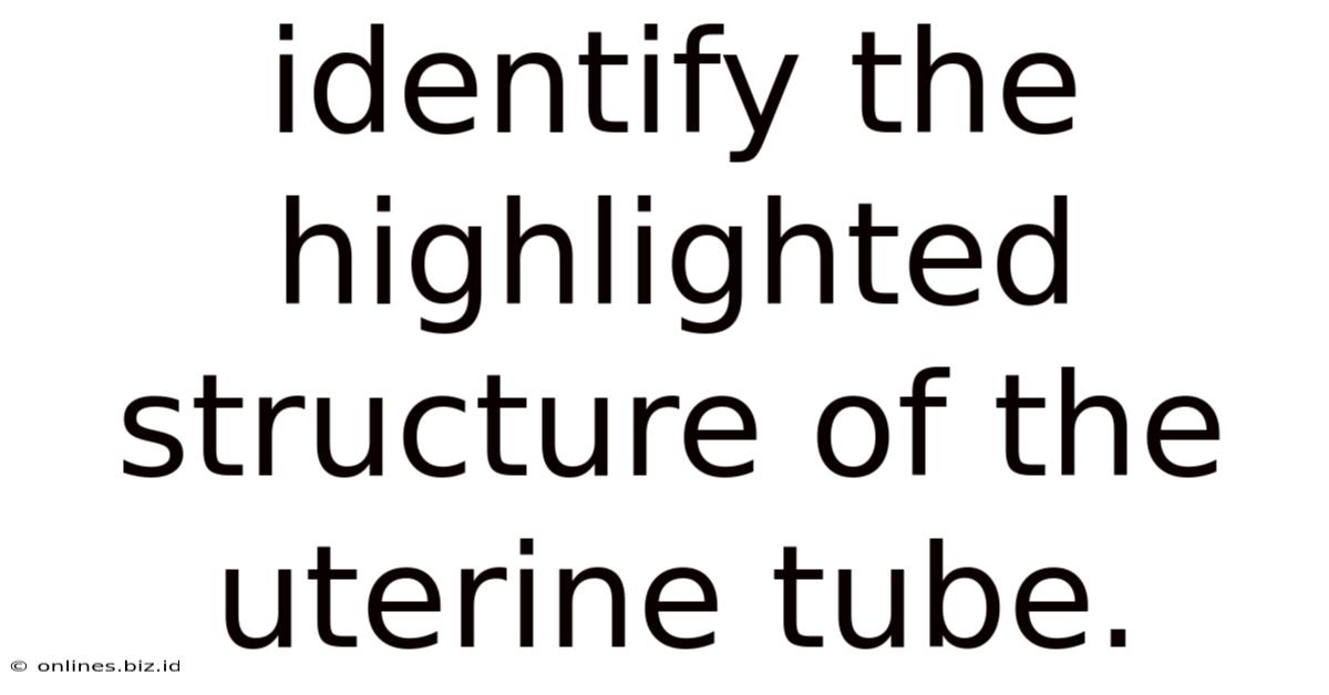 Identify The Highlighted Structure Of The Uterine Tube.