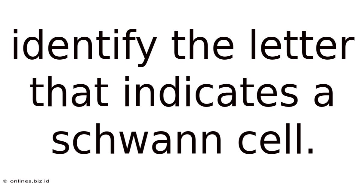 Identify The Letter That Indicates A Schwann Cell.