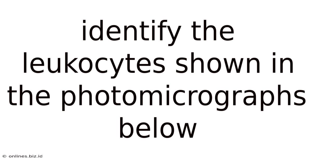 Identify The Leukocytes Shown In The Photomicrographs Below