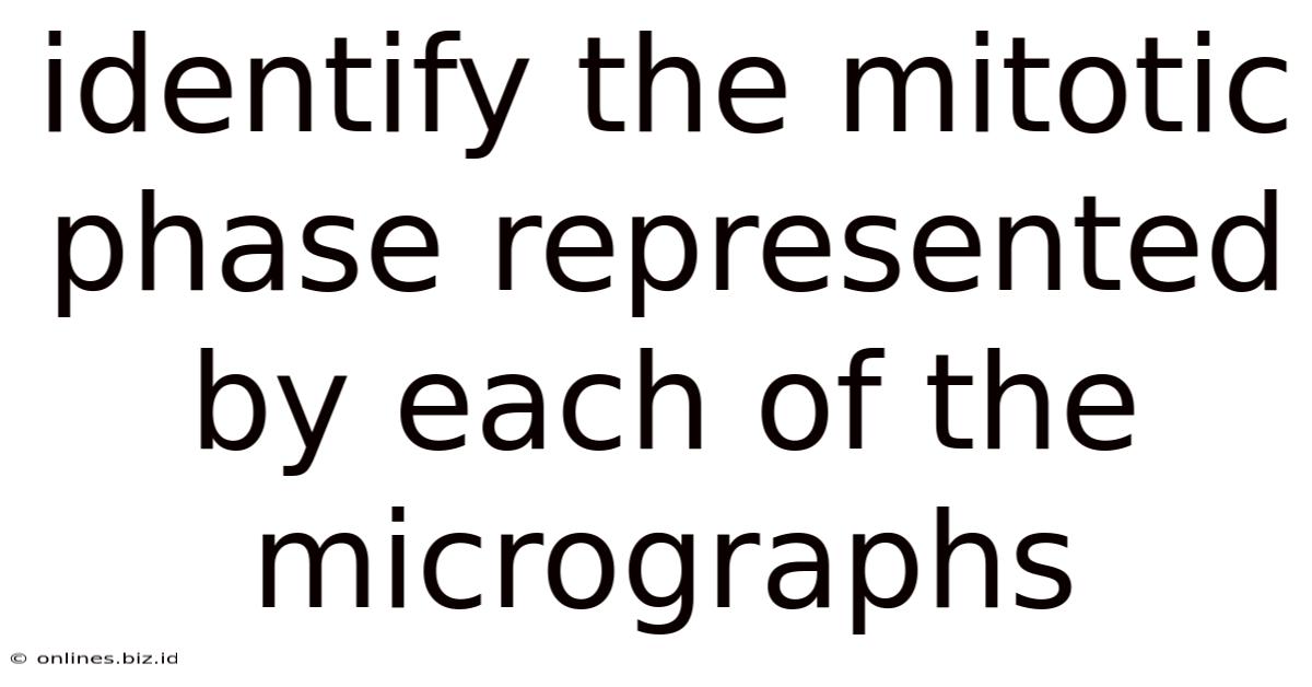 Identify The Mitotic Phase Represented By Each Of The Micrographs
