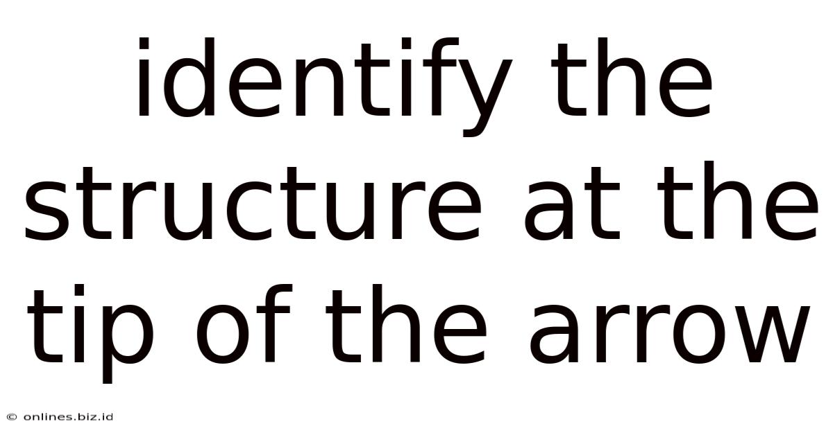 Identify The Structure At The Tip Of The Arrow