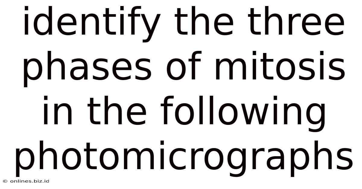 Identify The Three Phases Of Mitosis In The Following Photomicrographs