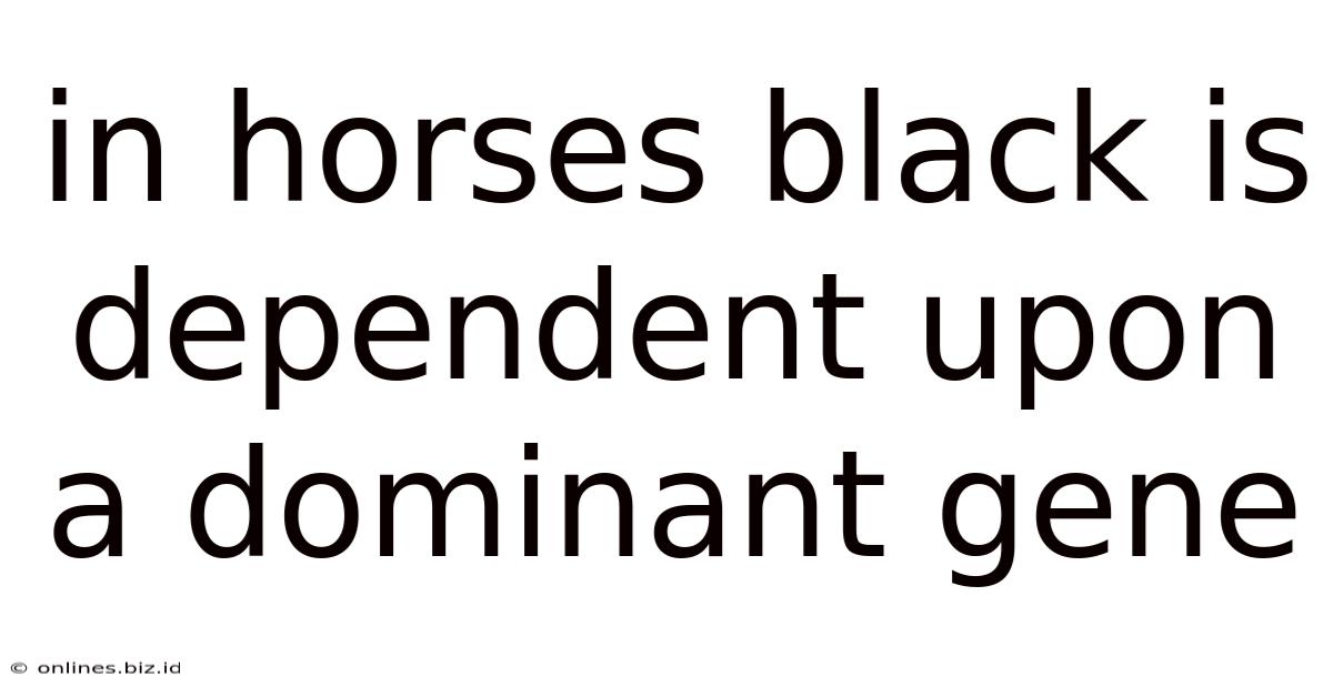 In Horses Black Is Dependent Upon A Dominant Gene