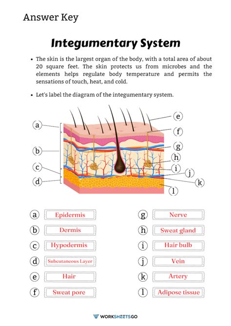 Integumentary System Worksheet 1 Answer Key