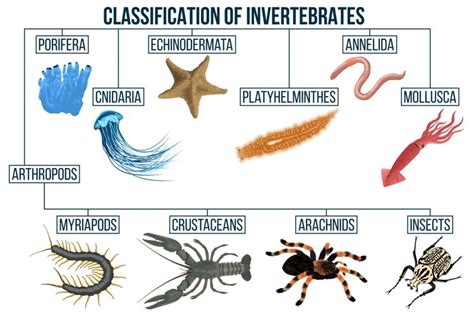 Invertebrate Macrofossils And Classification Of Organisms