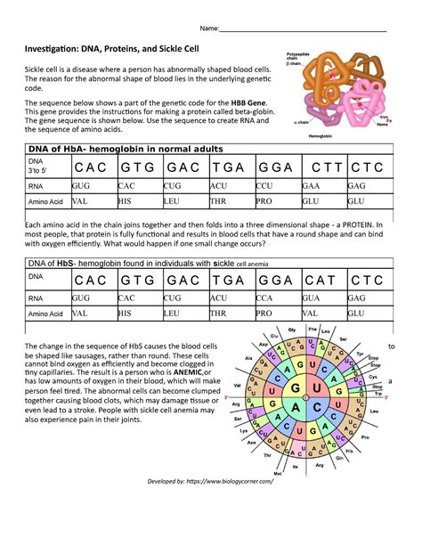 Investigation Dna Proteins And Mutations Answer Key