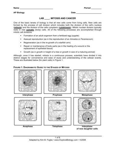 Investigation Mitosis And Cancer Answer Key