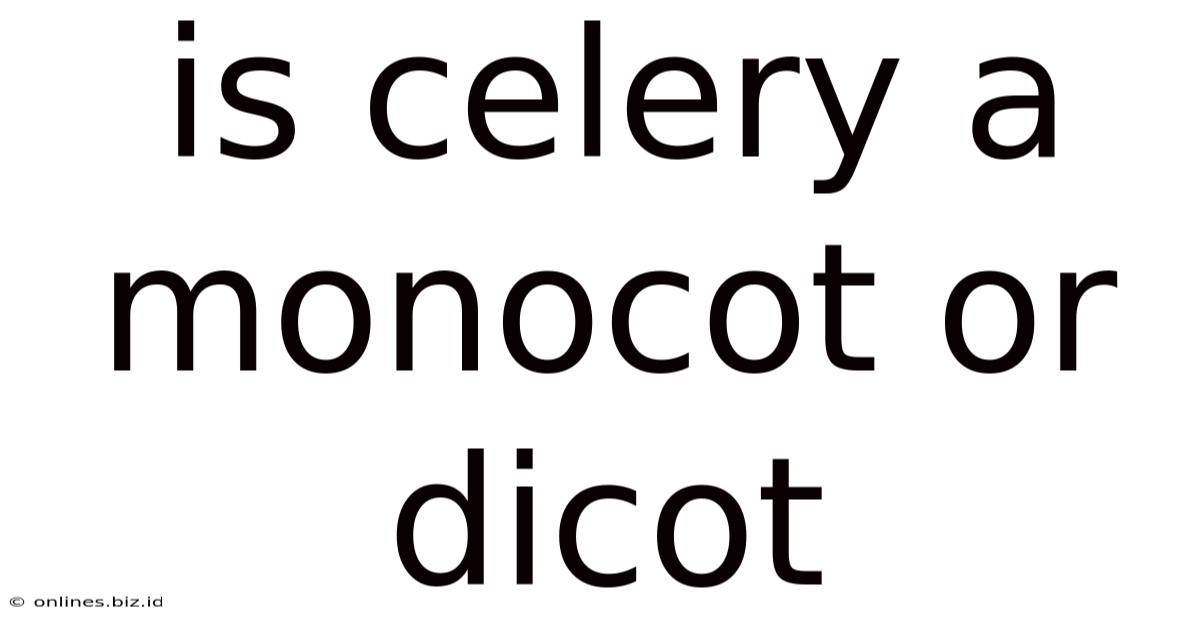 Is Celery A Monocot Or Dicot