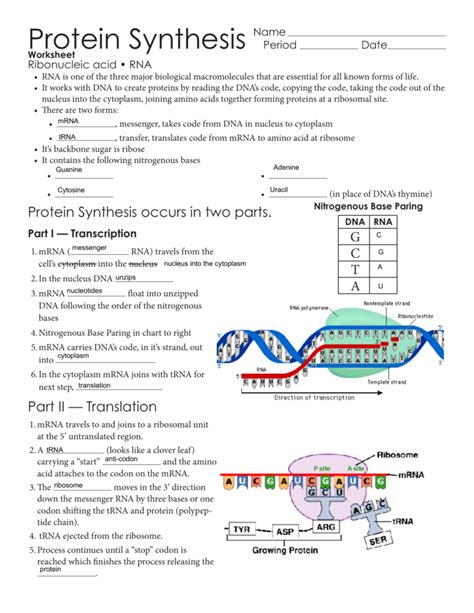 Lab Protein Synthesis Transcription And Translation Answer Key