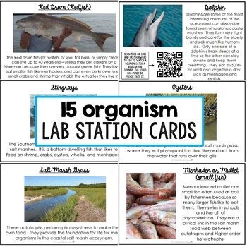 Lab Stations Build A Food Web Answer Key