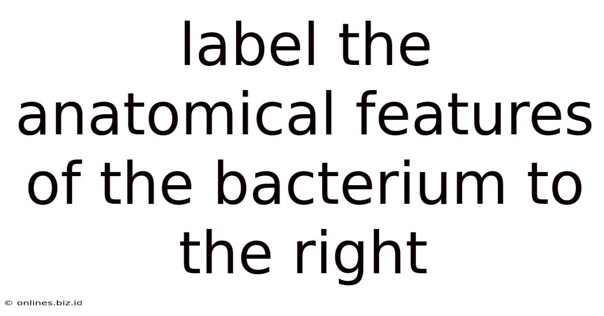 Label The Anatomical Features Of The Bacterium To The Right