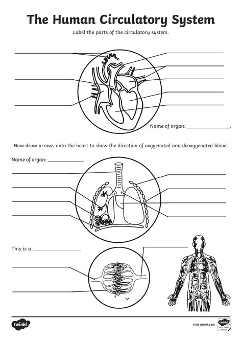 Label The Circulatory System Answer Key