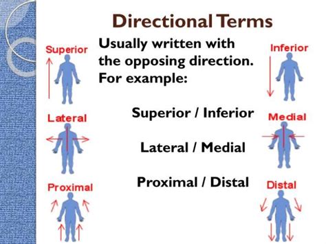 Label The Directional Terms Based On The Arrows