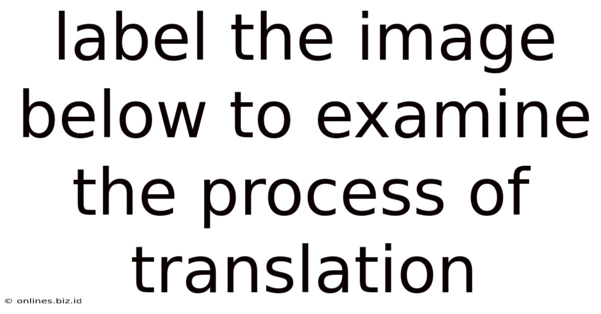 Label The Image Below To Examine The Process Of Translation
