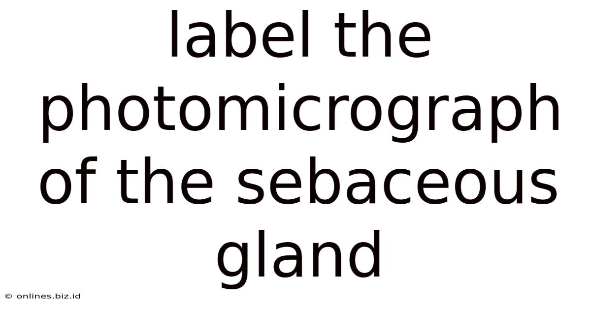 Label The Photomicrograph Of The Sebaceous Gland
